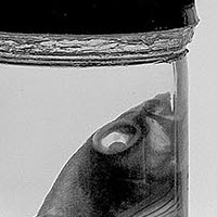 Museum of Natural History