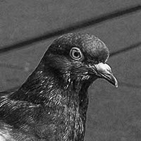 Pigeon and Businessman