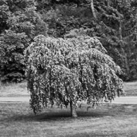 Cornell Botanic Gardens